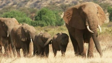 صورة معلومات وحقائق عن الفيل الأفريقي
