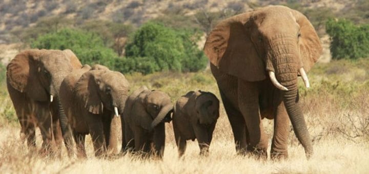 معلومات وحقائق عن الفيل الأفريقي