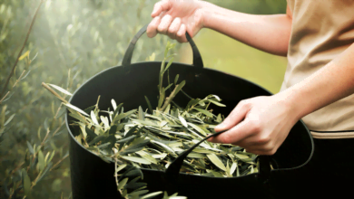 صورة الزيتون دواء وليس غذاء/أوراق الزيتون