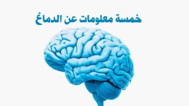 صورة الدماغ البشري