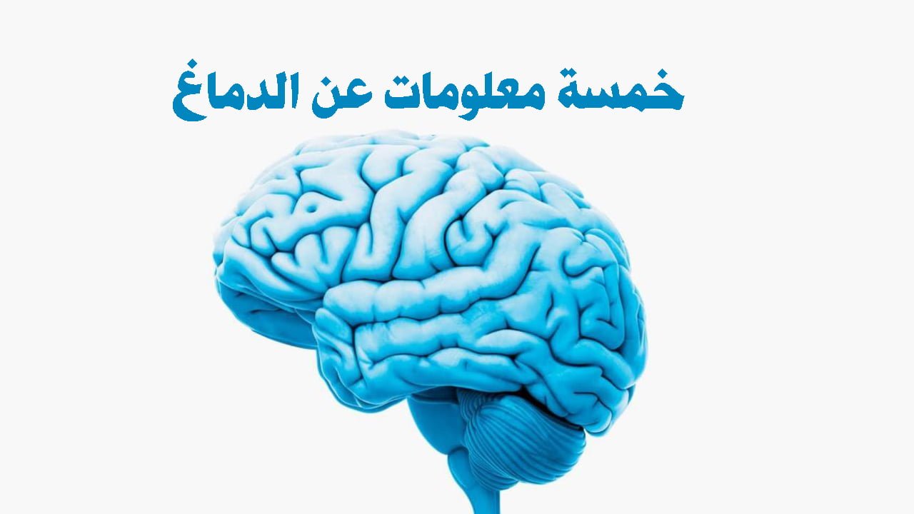 الدماغ البشري