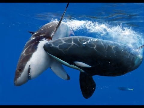 ما صفات الحيتان القاتلة؟