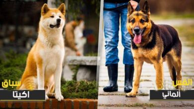 صورة فصائل الكلاب الأكثر وفاءً في العالم