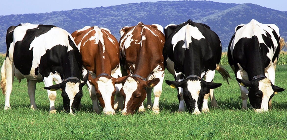 انتاج الحليب لدى الأبقار الحلوب | ماكتيوبس خصائص إنتاج الحليب
