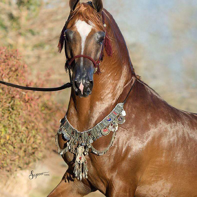 جمال الحصان العربي