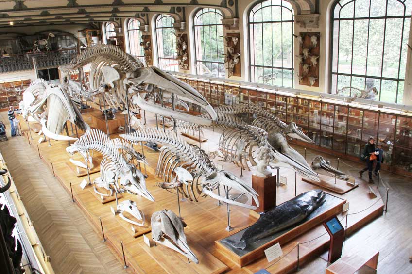 متحف الحفريات Paleontology Museum