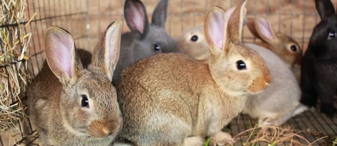 معلومات شاملة عن تربية الأرانب والفائدة منها
