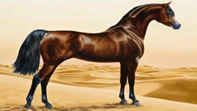 صورة الخيل العربي الأصيل
