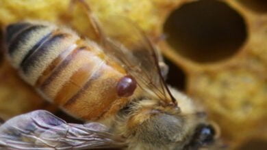 صورة الفارواز مرض النحل المدمر