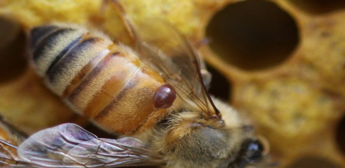 الفارواز مرض النحل المدمر