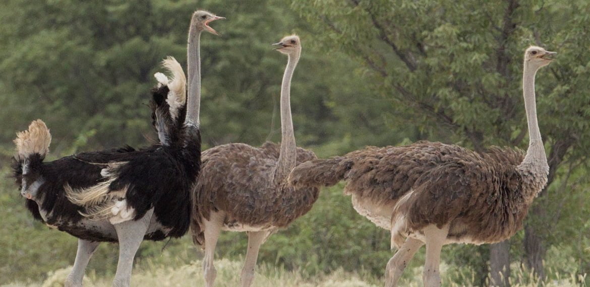 النعام هذا الطائر الضخم