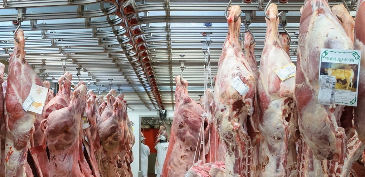 انتاج اللحم عند عجل الأبقار