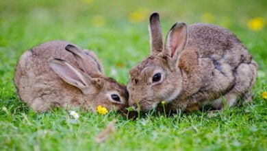 صورة تربية الأرانب