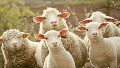 صورة تغذية الخراف لتحقيق الربح منها