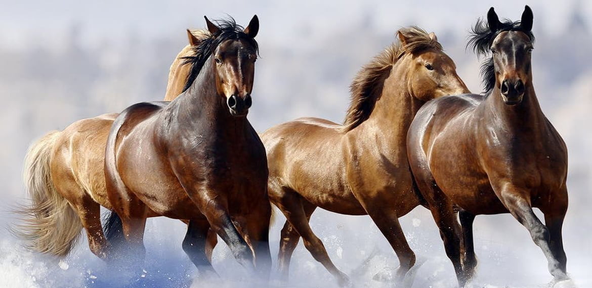 خلق الخيول وجمالها وتربيتها