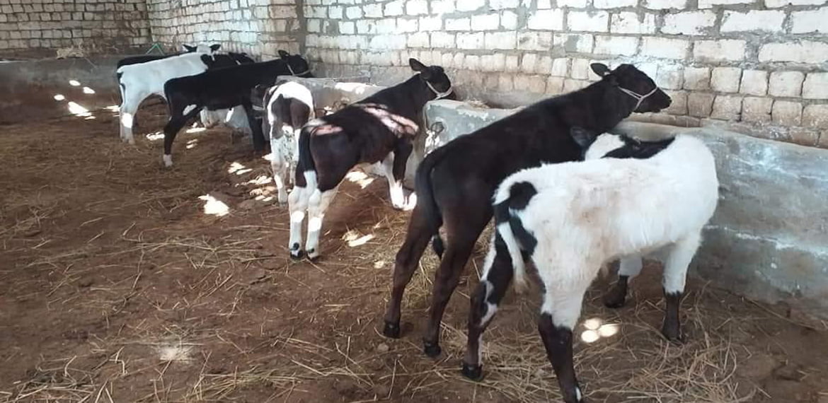 دراسة مشروع تسمين العجول