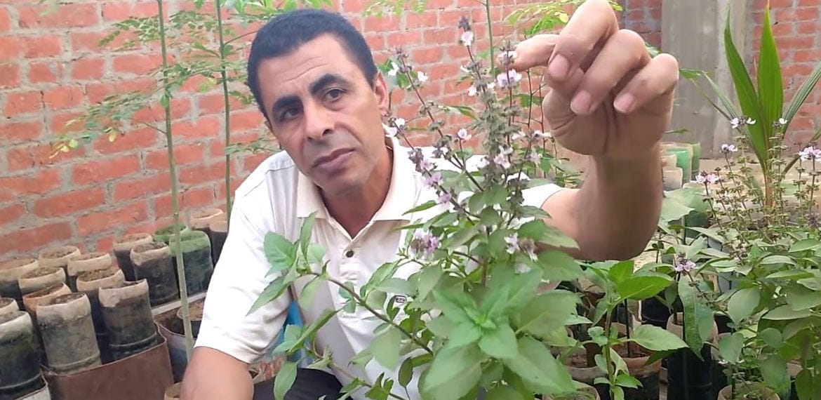 زراعة وتكاثر الريحان