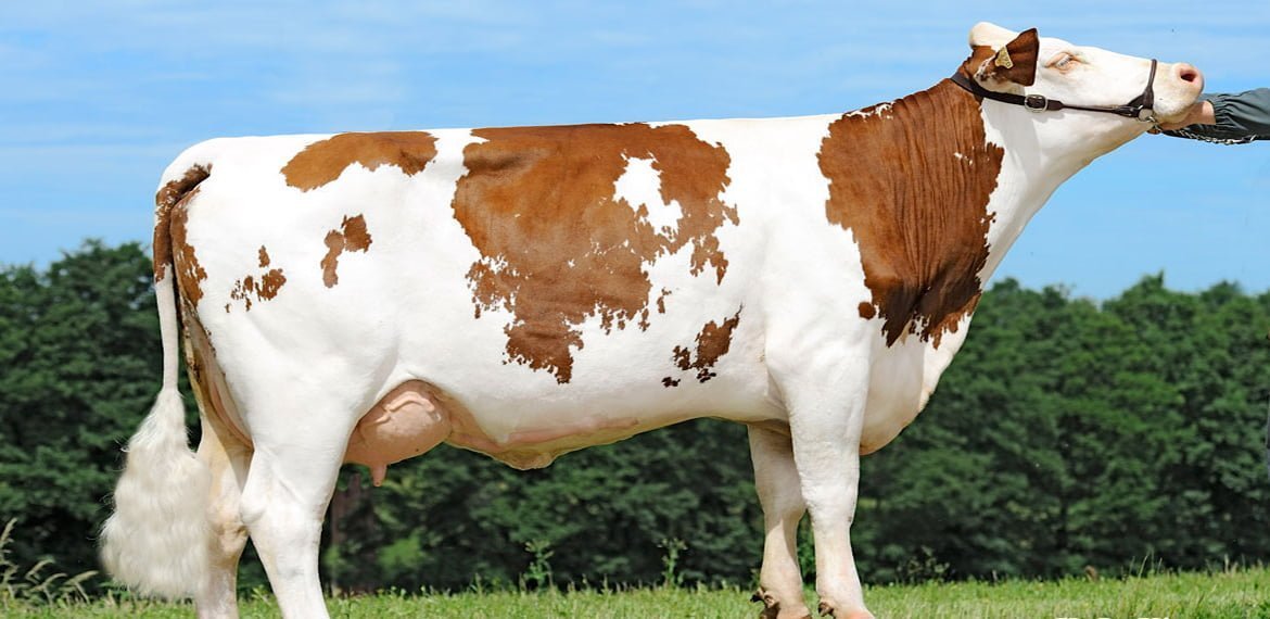 سلالة أبقار المونتبليارد