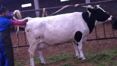 صورة طريقة التهجين الصناعي عند الأبقار