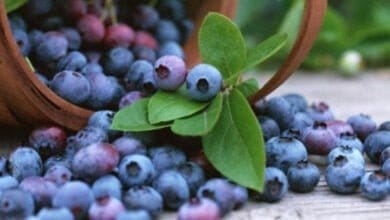 صورة فوائد التوت الأزرق