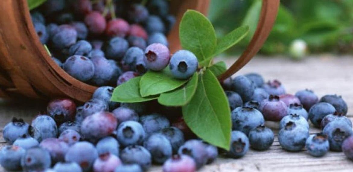 فوائد التوت الأزرق