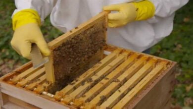 صورة كيف أختار مكان المنحل ؟