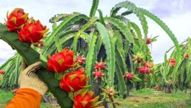 صورة كيفية زراعة فاكهة التنين الدراجون فروت
