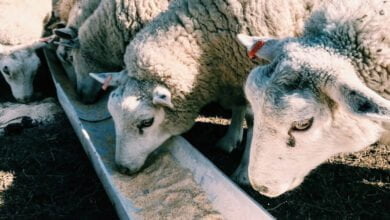 صورة مشروع تسمين الأغنام