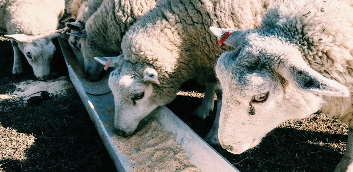 مشروع تسمين الأغنام