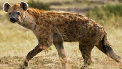 صورة معلومات لا بد أن تعرفها عن الضباع