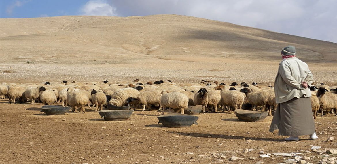 هل مشروع تربية الأغنام مربح ؟