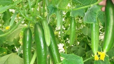 صورة تحميل كتاب خاص زراعة الخيار