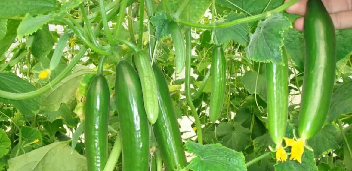 تحميل كتاب خاص زراعة الخيار