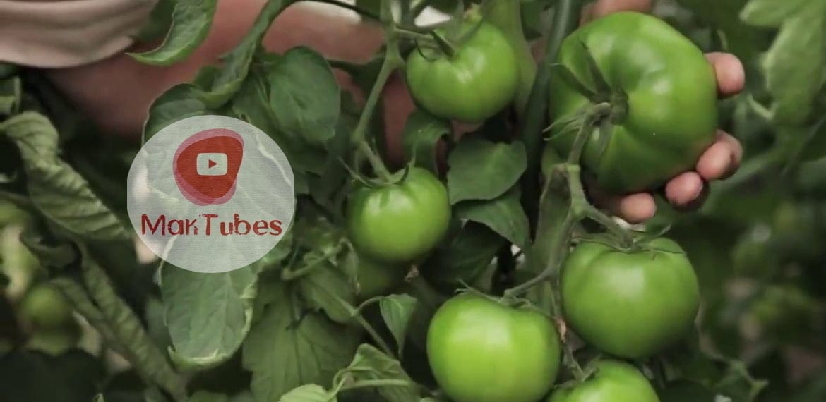 زراعة البندورة في البلاد العربية