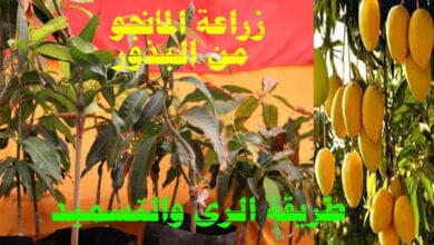 صورة زراعة فاكهة المانجو في المنزل Cultivation of Mango