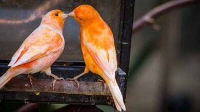 صورة طريقة تلبيس الحجول لطيور الكناري