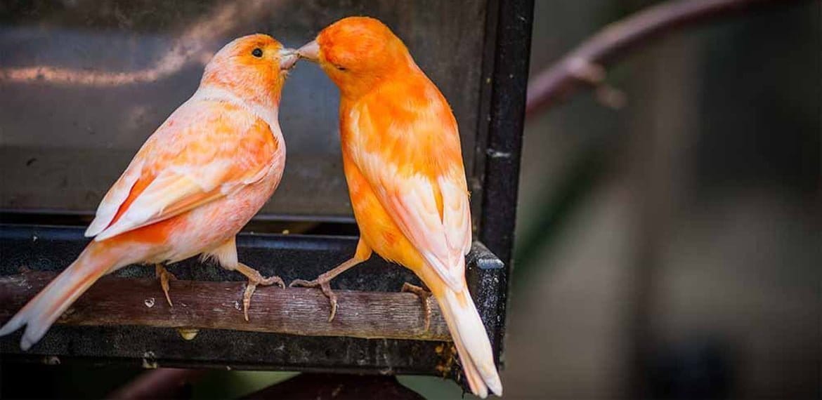 طريقة تلبيس الحجول لطيور الكناري