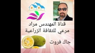 صورة فاكهة الجاك فروت وكيفية زراعتها في الوطن العربي