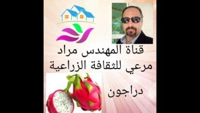 صورة فاكهة الدراجون فروت أو التنين وكيف نزرعها