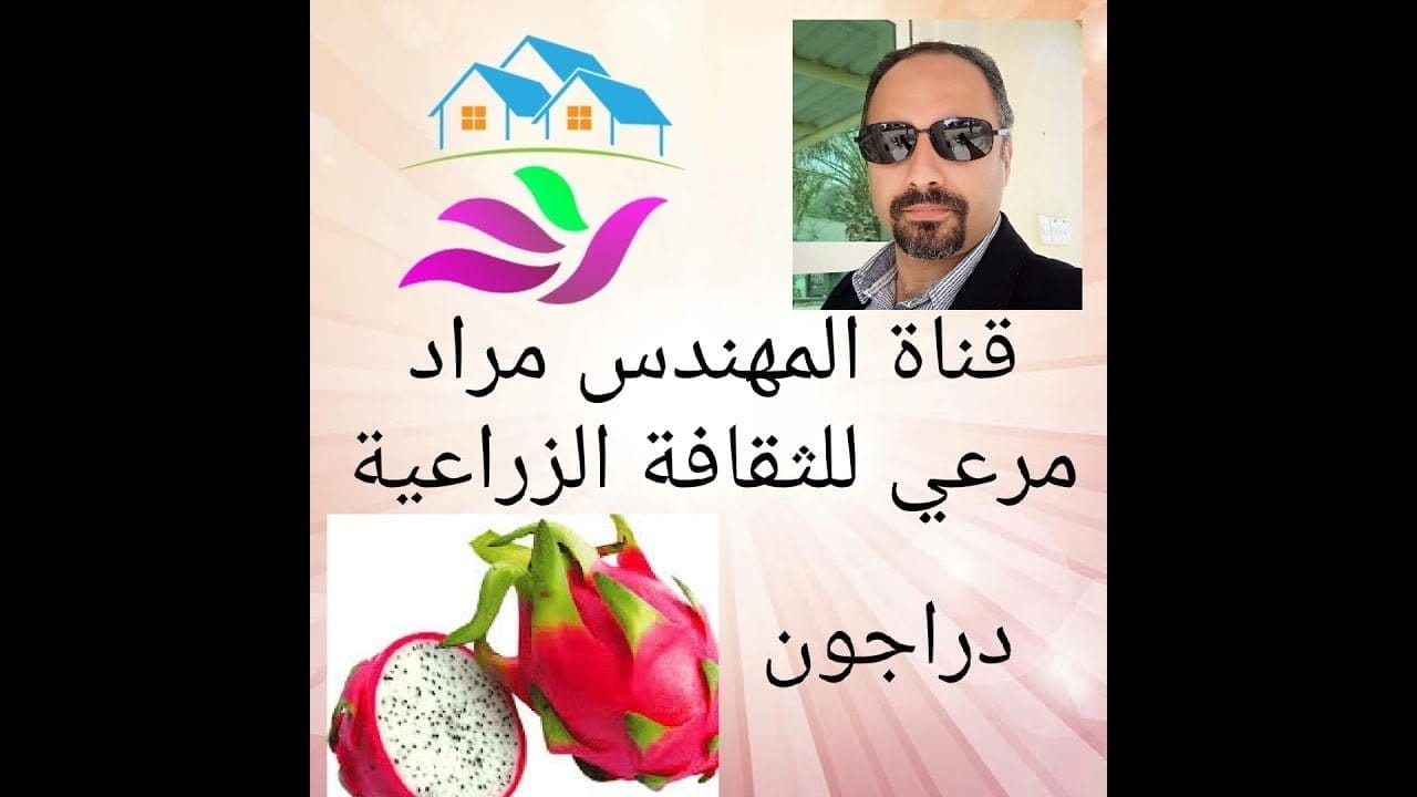 فاكهة الدراجون فروت أو التنين وكيف نزرعها