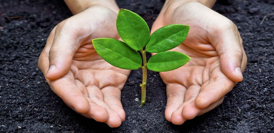 فوائد السماد الطبيعي في الزراعة المنزلية