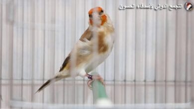 صورة قواعد علم الألوان في الحسون