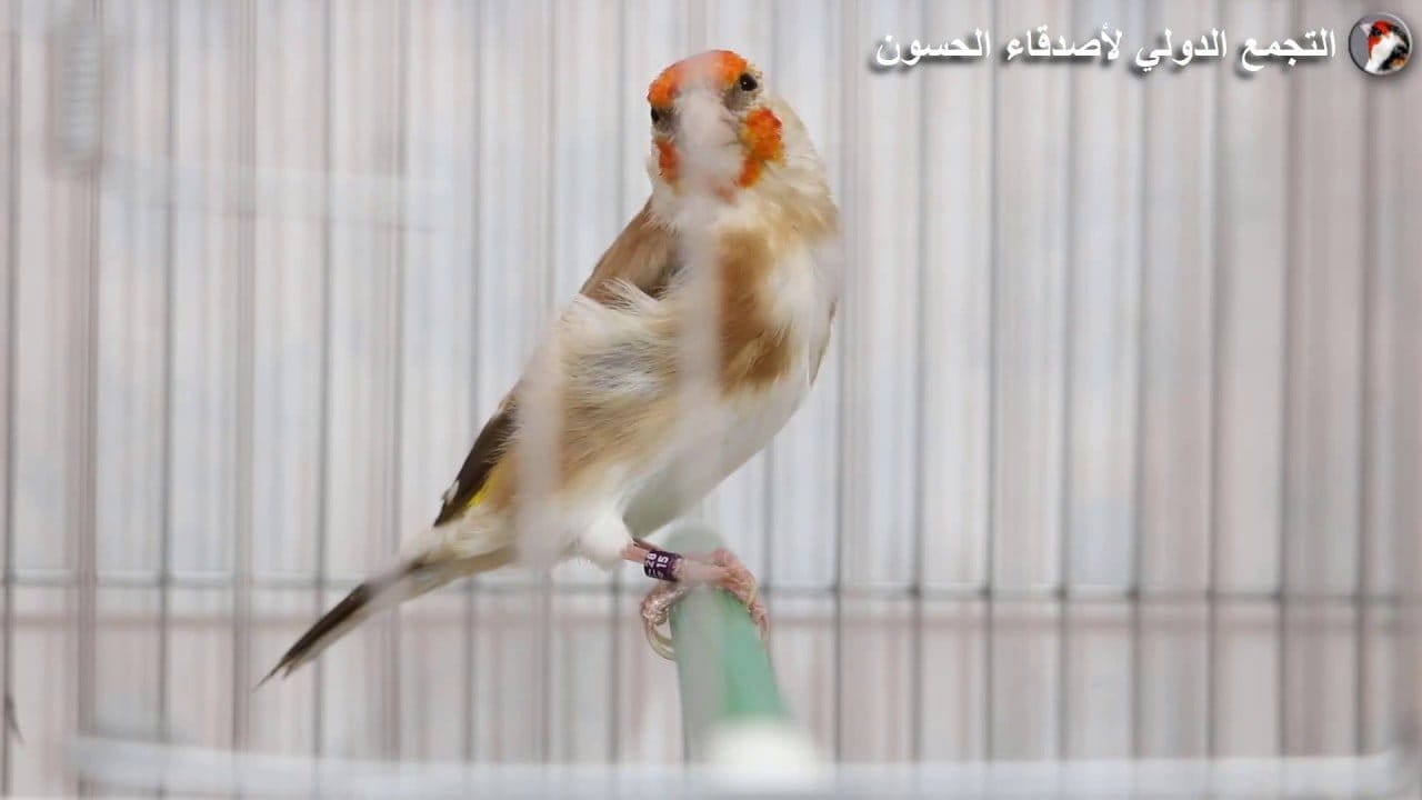 قواعد علم الألوان في الحسون