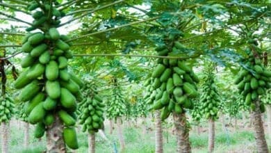 صورة كيف تتم زراعة شجرة الباوباب أو شجرة القرود