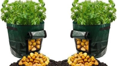 صورة كيف تزرع البطاطس ؟