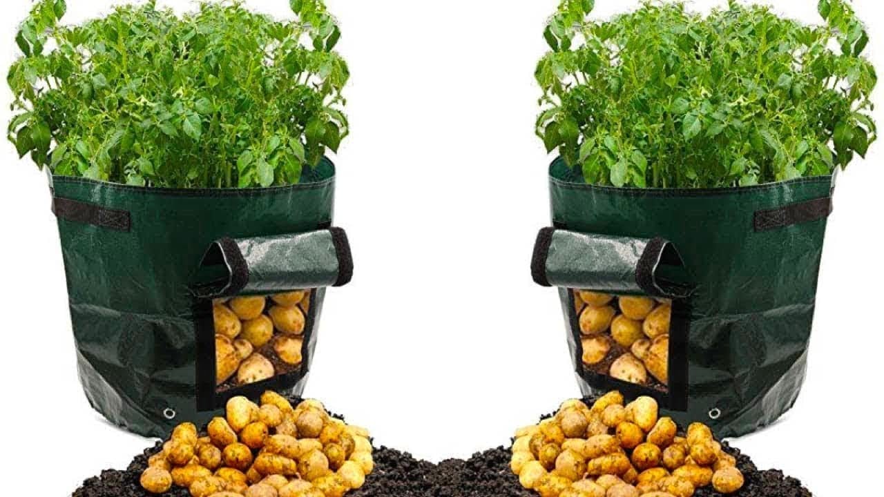 كيف تزرع البطاطس ؟