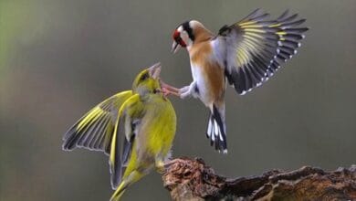 صورة كيف تشتري طائر الحسون المغرد وتعتني به