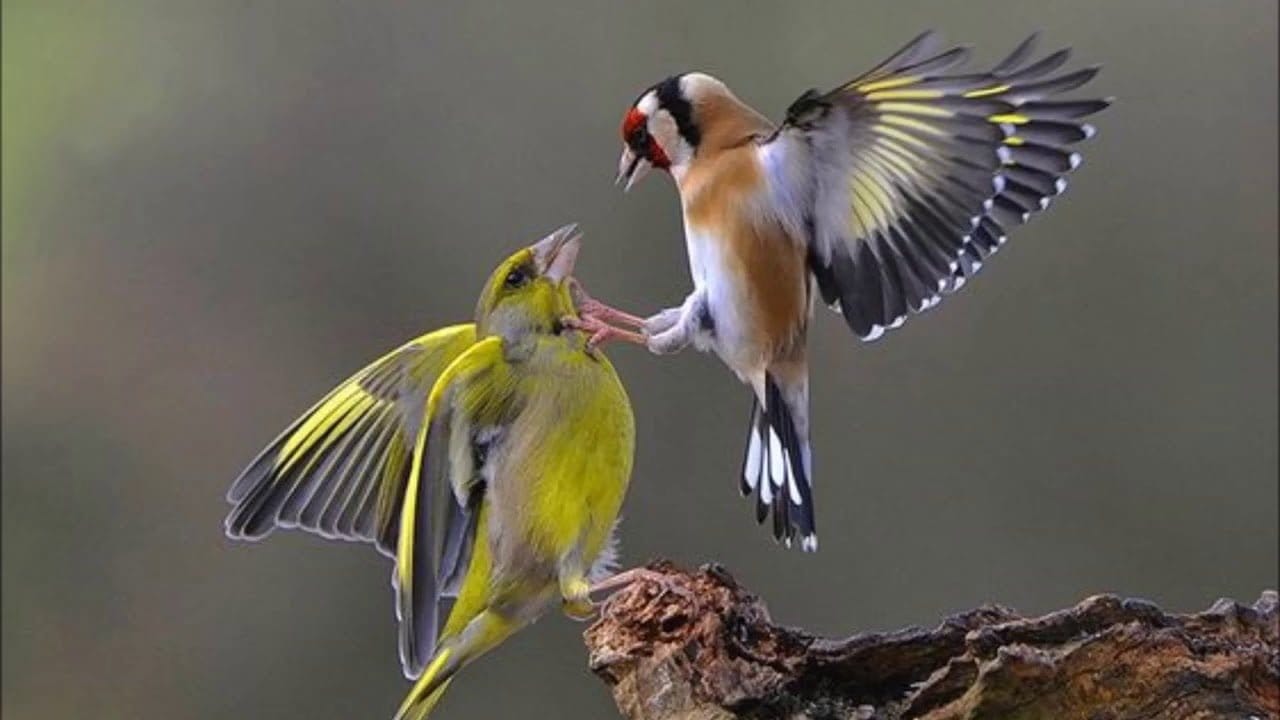 كيف تشتري طائر الحسون المغرد وتعتني به