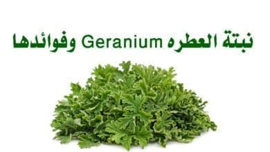 صورة نبتة العطرة Geranium وفوائدها