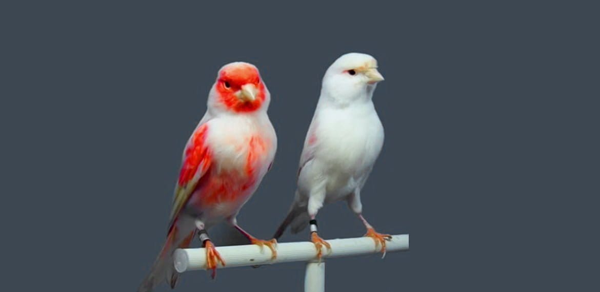 نصائح للمبتدئين عند أول مرة تشتري العصافير